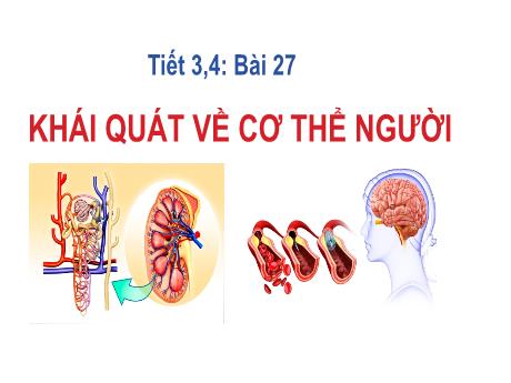 Bài giảng Khoa học tự nhiên Lớp 8 (Cánh diều) - Bài 27: Khái quát về cơ thể người (Tiết 3+4)