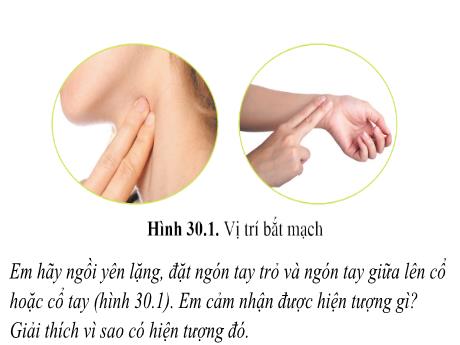 Bài giảng Khoa học tự nhiên Lớp 8 (Cánh diều) - Tiết 40, Bài 30: Máu và hệ tuần hoàn ở người