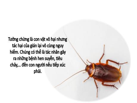 Bài giảng Khoa học tự nhiên Lớp 8 (Kết nối tri thức) - Bài 46: Cân bằng tự nhiên